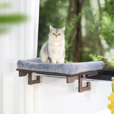 hamac à chat british shorthair debout dessus observant territoire