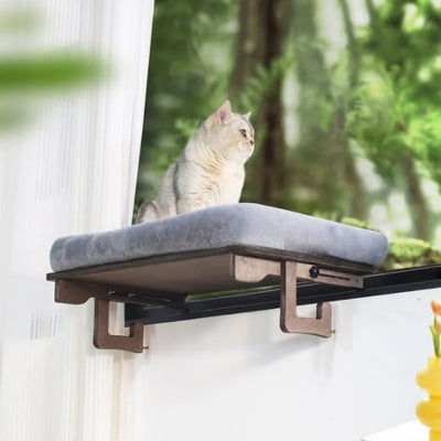hamac à chat british shorthair debout dessus regarde l'extérieur