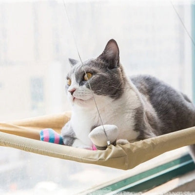 hamac chat beige crème chaton observant l'extérieur