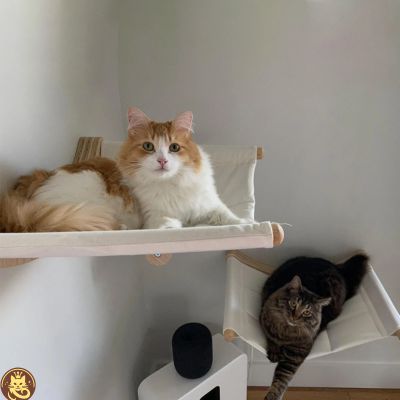hamac chat comfyzénith deux chats relaxant chacun sur son hamac