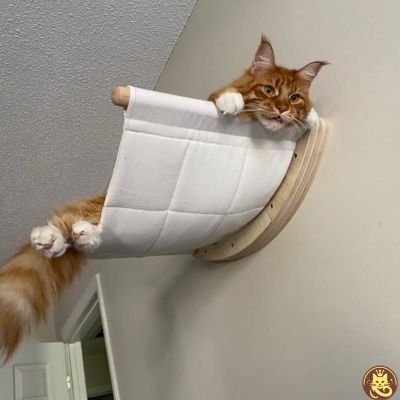 hamac chat comfyzénith fixé au mur maine coon detendu dessus