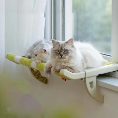 hamac chat chat deux chats detendus profitant soleil