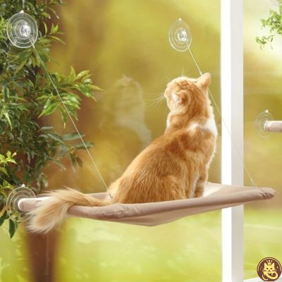 hamac chat fenetre aérius félin beige suspendu fenêtre chat observant jardin 