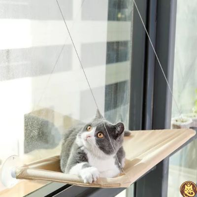 hamac chat fenetre aérius félin beige chatse reposant dessus