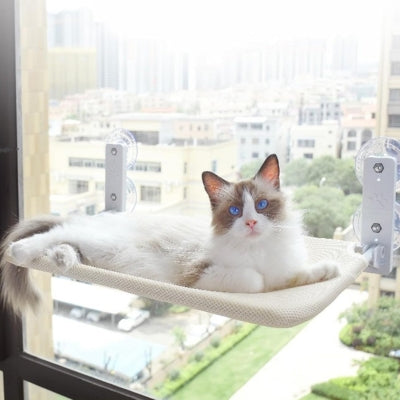 hamac chat fenêtre beige ragdoll relaxant dessus