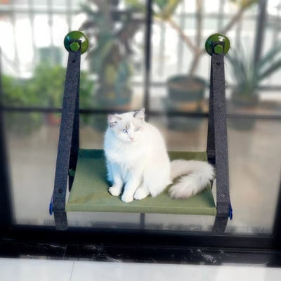 hamac chat fenêtre chat observant dessus