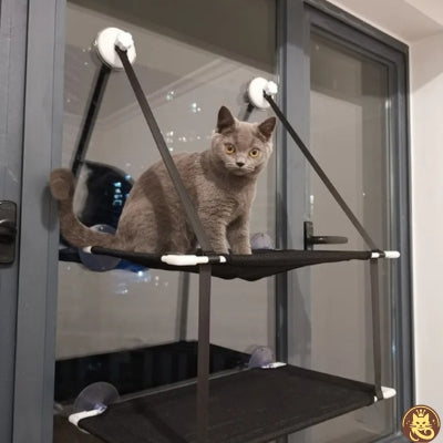  hamac chat fenetre comfyperchoir chaton debout dessus