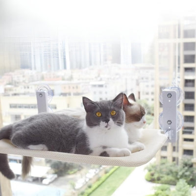 hamac chat fenêtre deux chats relaxant confortablement dessus