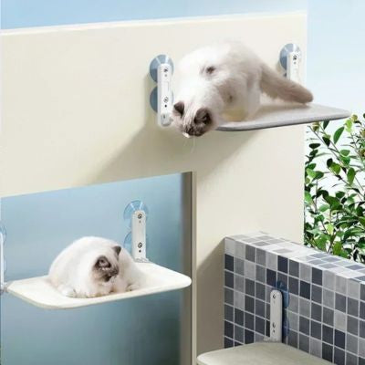 hamac chat fenêtre deux chats s'amusant dessus