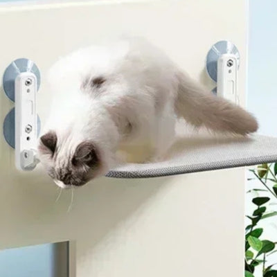 hamac chat fenêtre gris chat jouant dessus