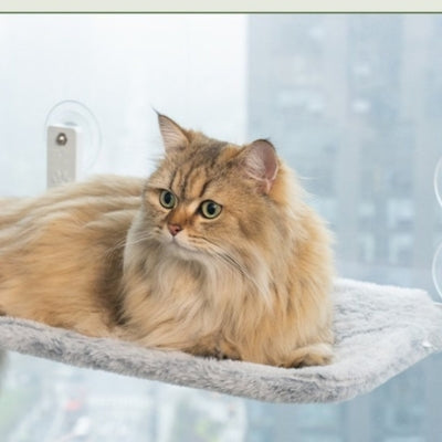 hamac pour chat fenêtre ragdoll dessus relaxant