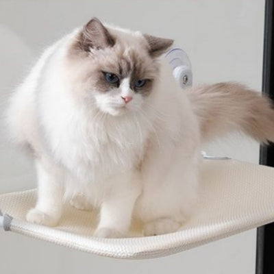 hamac chat fenêtre ragdoll relaxant dessus