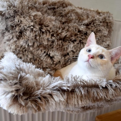 hamac chat radiateur chat detendu dedans