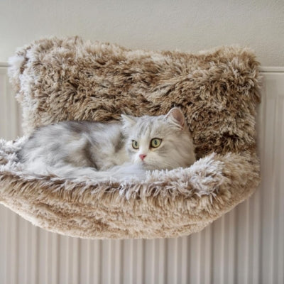 hamac chat radiateur persan lové dedans