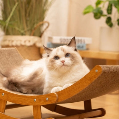 hamac chat ragdoll relaxant confortablement dessus