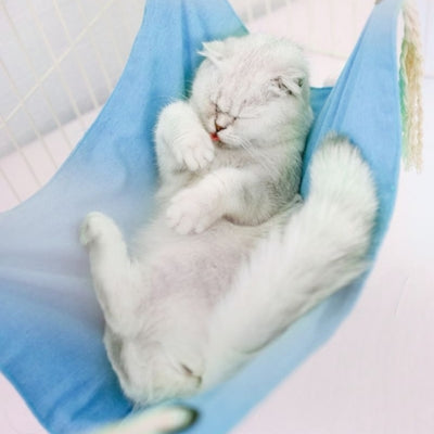 hamac fenêtre chat chat couché sur son dos dessus
