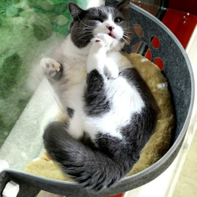 hamac fenêtre chat chat couché sur son dos