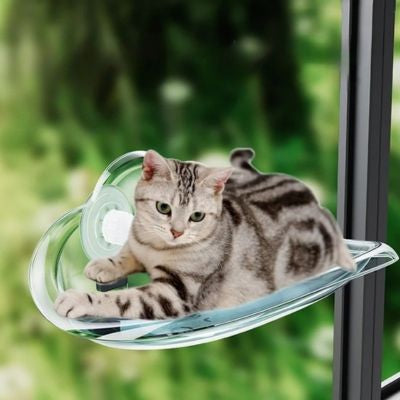 hamac fenêtre chat chat observant