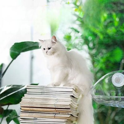 hamac fenêtre chat debout sur pile magasines