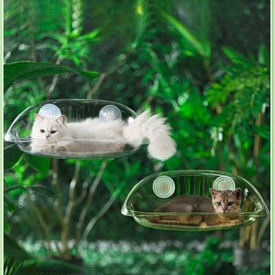 hamac fenêtre chat deux chats chacun dans son hamac