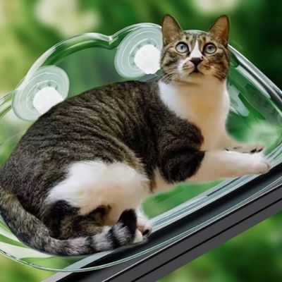 hamac fenêtre chat chat en detente