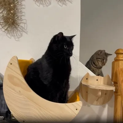 hamac pour chat observant dedans