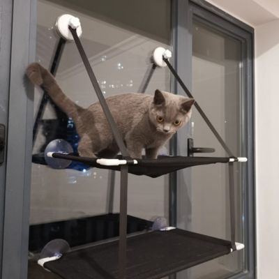hamac pour chat fenetre chaton debout dessus