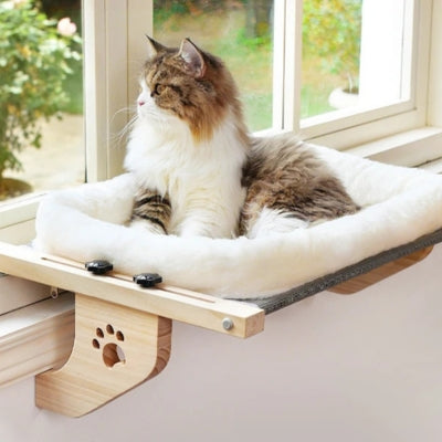 hamac pour chat fenêtre ragdoll contemplant extérieur dessus