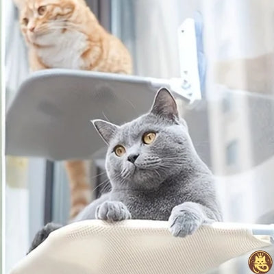 hamac pour chat fenetre tandem win win deux chats relaxant son hamac