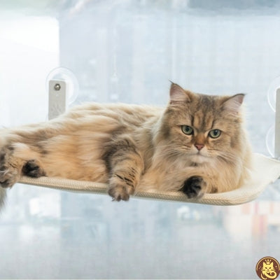 hamac pour chat fenetre tandem win win ragdoll relaxant dessus