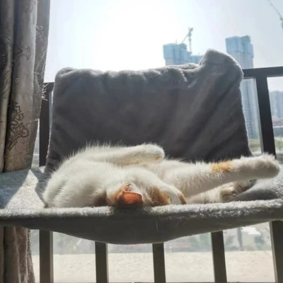 hamac radiateur chat gris chat endormi profondement balcon ensoleillé