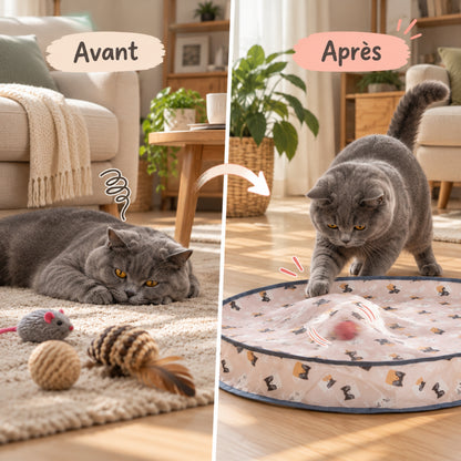 jouet chat avant jouets ignorés après balle cachée traquée