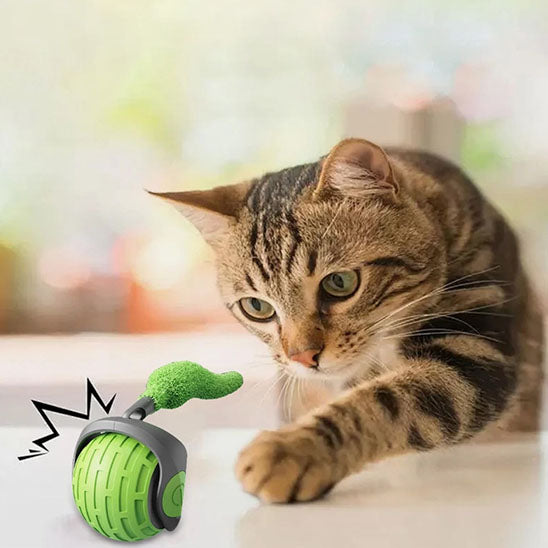 jouet chat interactif bangal jouant avec balle verte