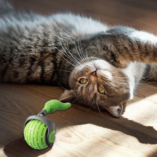 jouet chat interactif chat couché sur son dos à côté balle verte