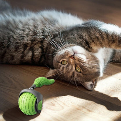 jouet chat interactif chat couché sur son dos à côté balle verte