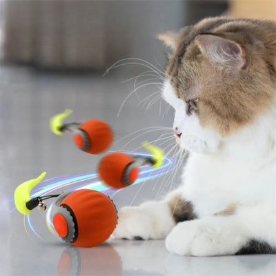 jouet chat interactif chat observant balles en mouvement