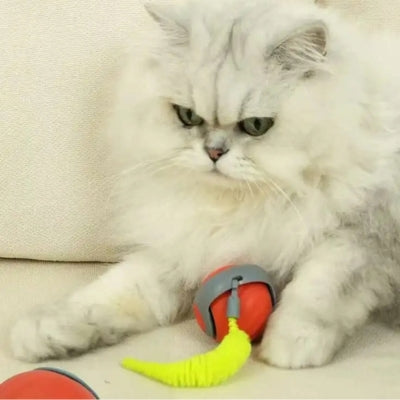 jouet chat interactif persan attrapant balle rouge dans ses pattes