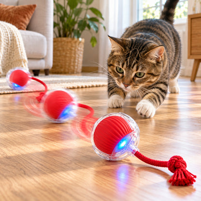 jouet pour chat chat tigré guette balle rouge en mouvement