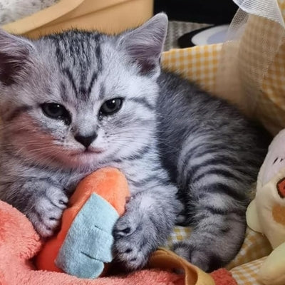 jouet pour chat chaton jouant jouet orange carotte