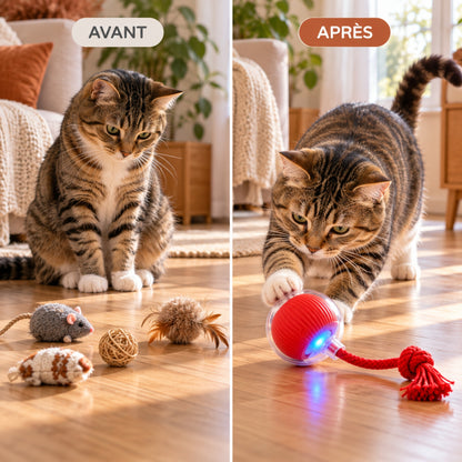 Avant-après : chat tigré jouant avec la balle interactive Auto RollBall 