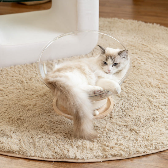 lit chat ragdoll relaxant paisiblement dedans
