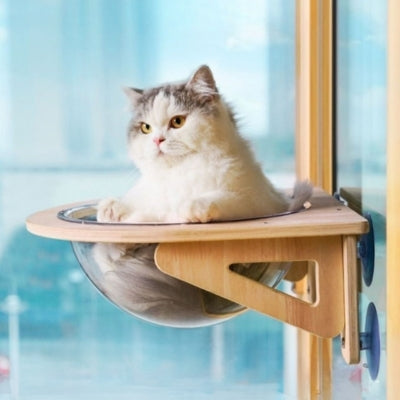 lit chat perché dedans observant