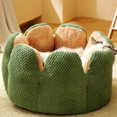 lit chat ragdoll se reposant confortablement dedans