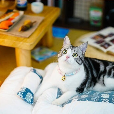 lit pour chat bleu chat detendu dessus