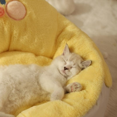 lit pour chat chaton dort profondement dedans