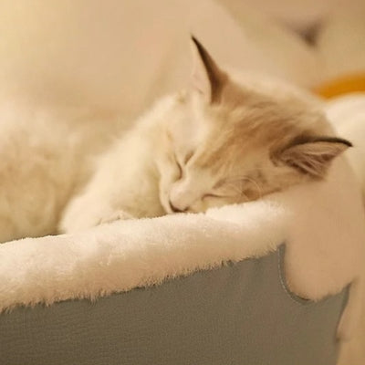 lit pour chat chaton reposant sa tête sur rebord