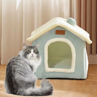 maine coon devant maison pour chaton nuage