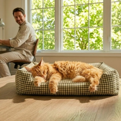 maine coon endormi sur un des coussins chats duoconfort 4 saisons vert foncé