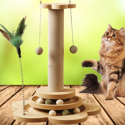 maine coon jouant avec griffoire