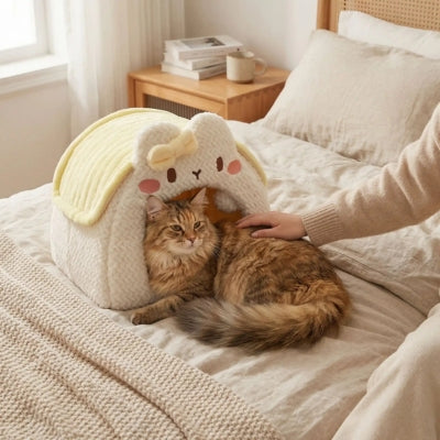 maine coon relaxant nid chaton maîtresse le caressant